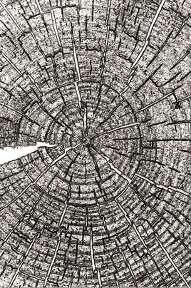 Tree Rings by Tim Holtz