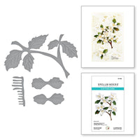 Mock Orange