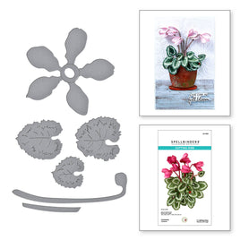 Cyclamen