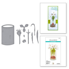 Paperwhites and Glass Vase
