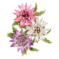 Astrantia Etched Dies